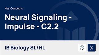 Neural Signaling - Impulse video thumbnail